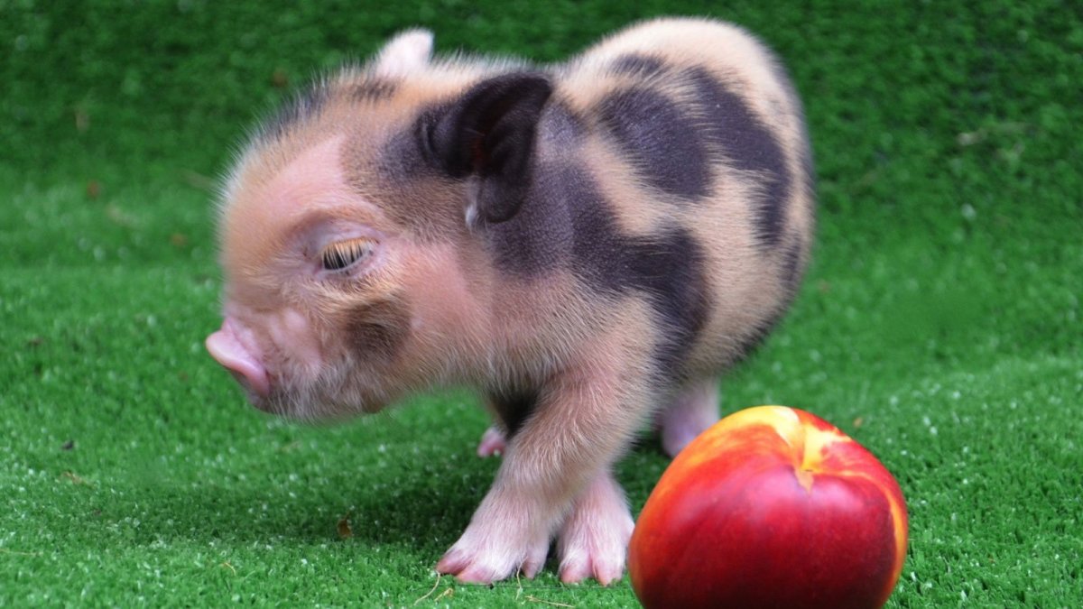 Свинка микро Пиги