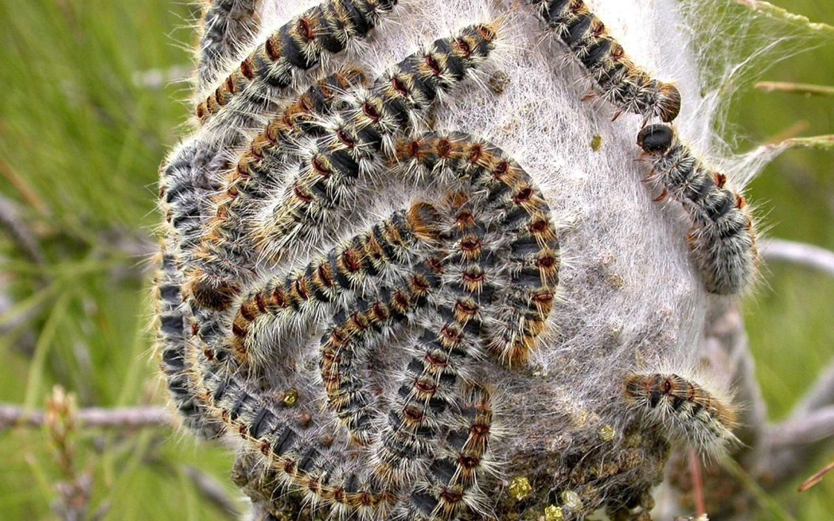 Тутовое дерево шелкопряд