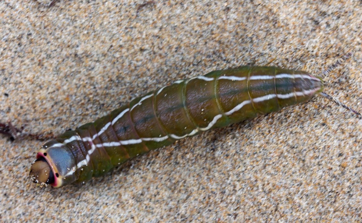 Гусеница с Байкала шелкопряда