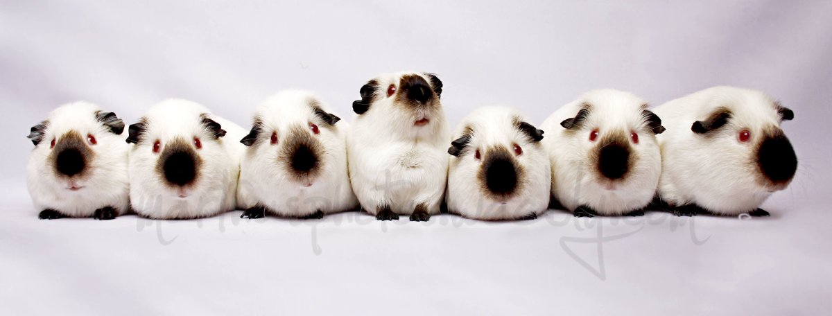 Сиамская морская Свинка