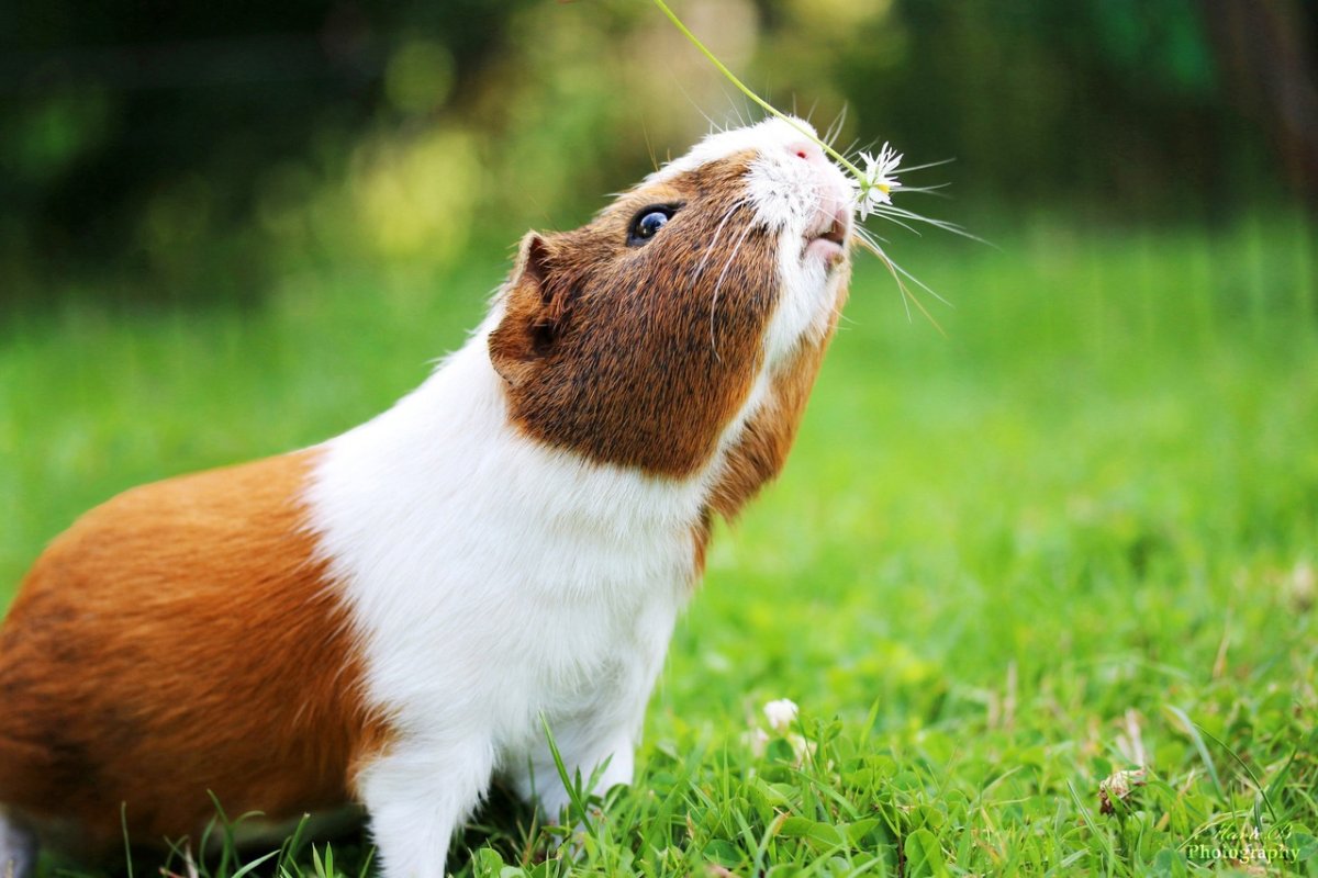 Морская Свинка на рабочий стол