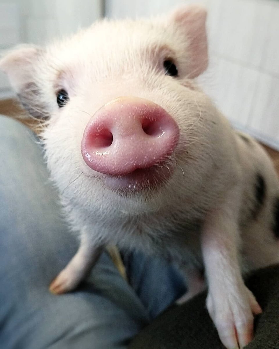Минипиг кабанчик