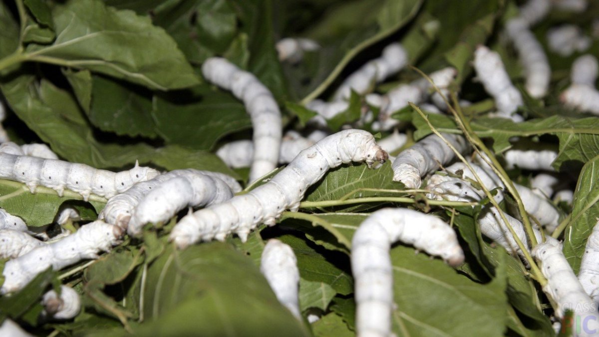 Шмель и гусеница