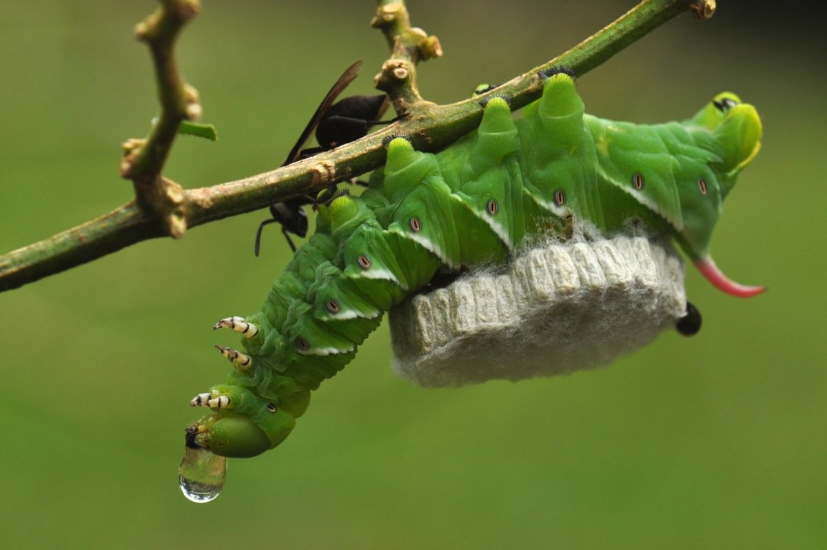 Махаон Бражник гусеница