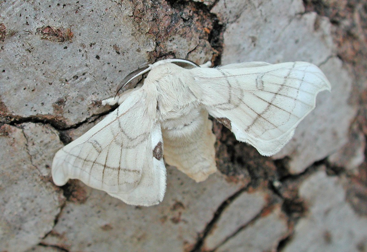 Тутовый шелкопряд Эстетика