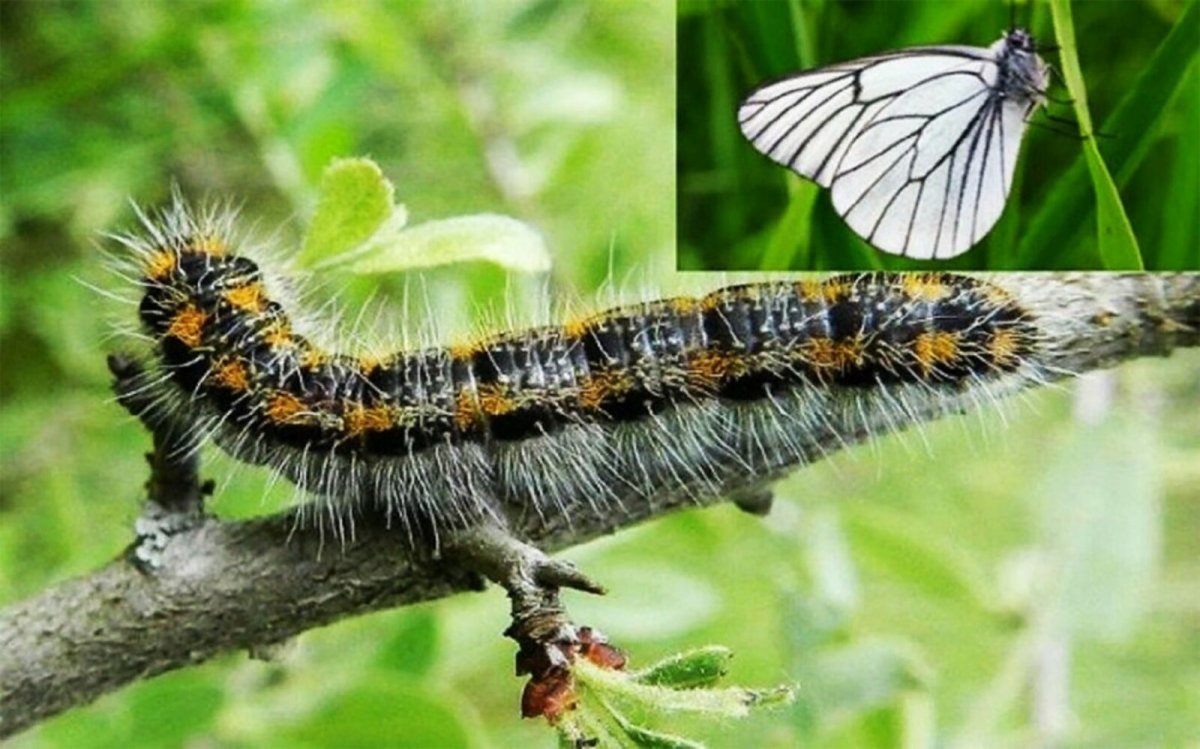 Гусеница бабочки боярышницы