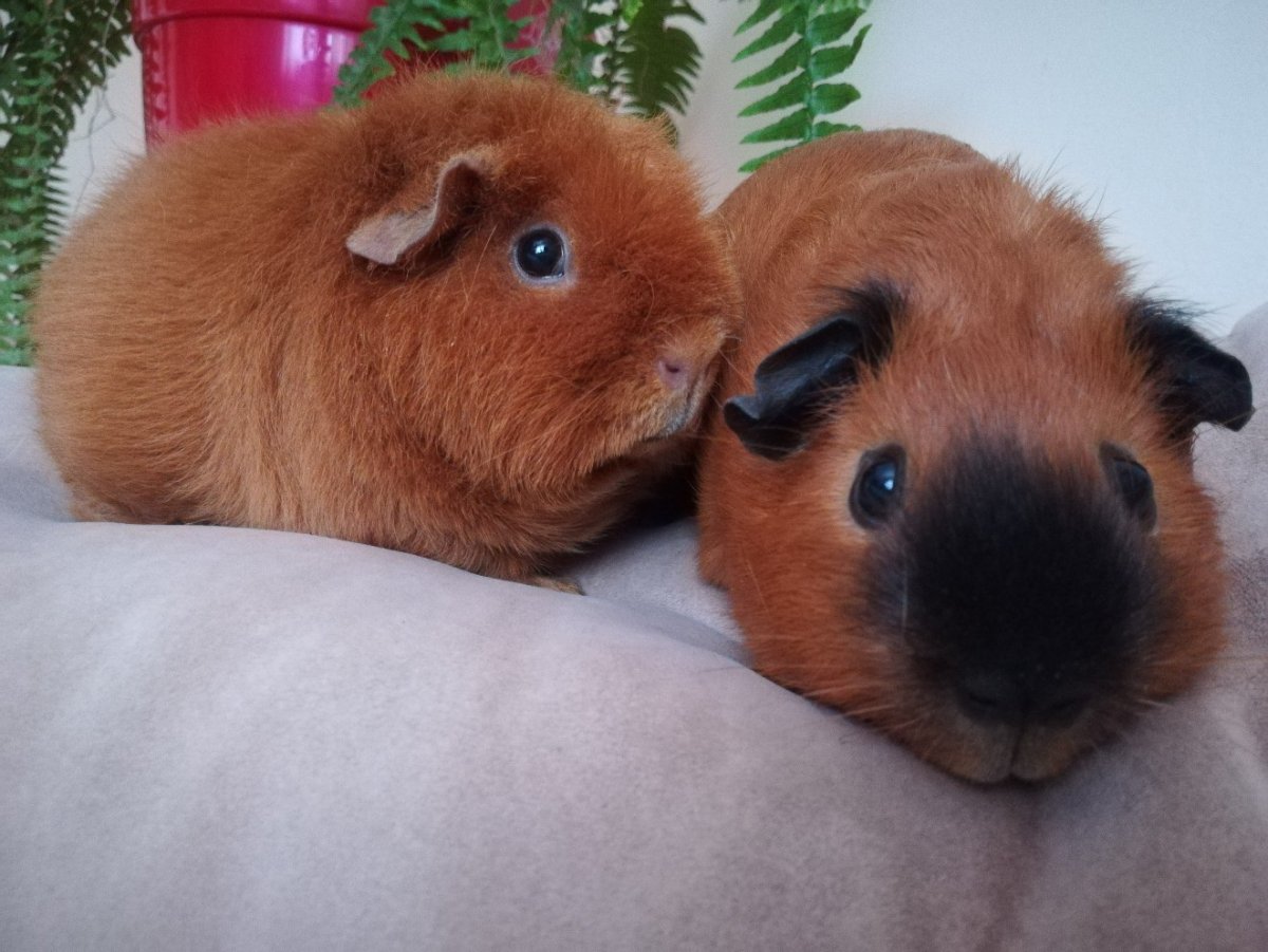 Морская Свинка Тедди калифорнийский