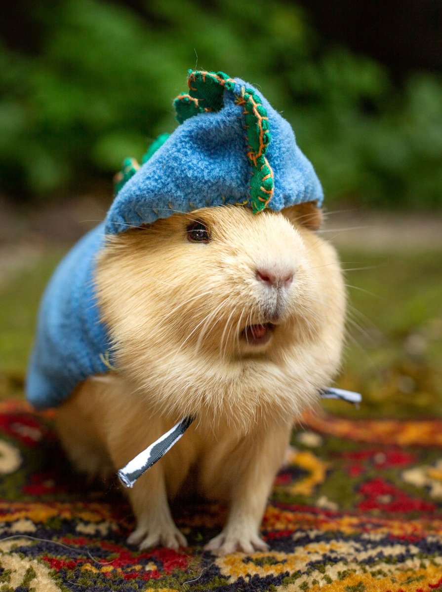 Морские свинки