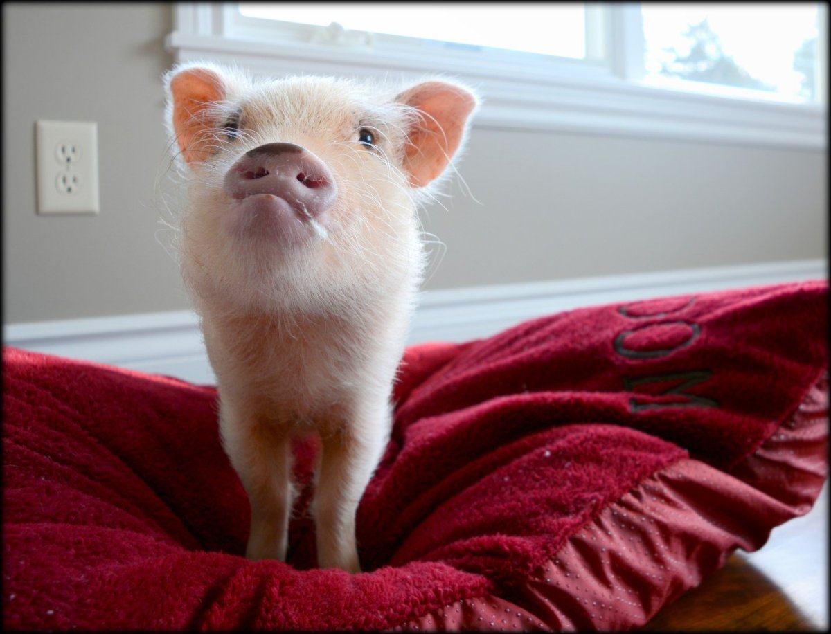 Свинка мини Пиг