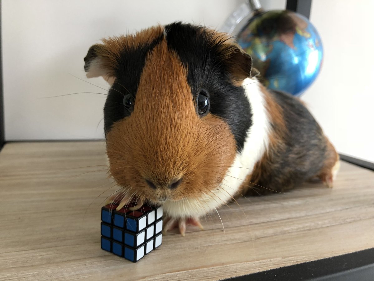 Морская Свинка путешественница