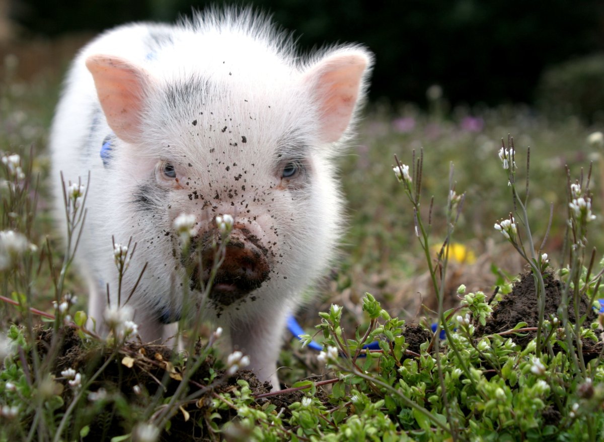 Минипиг альбинос