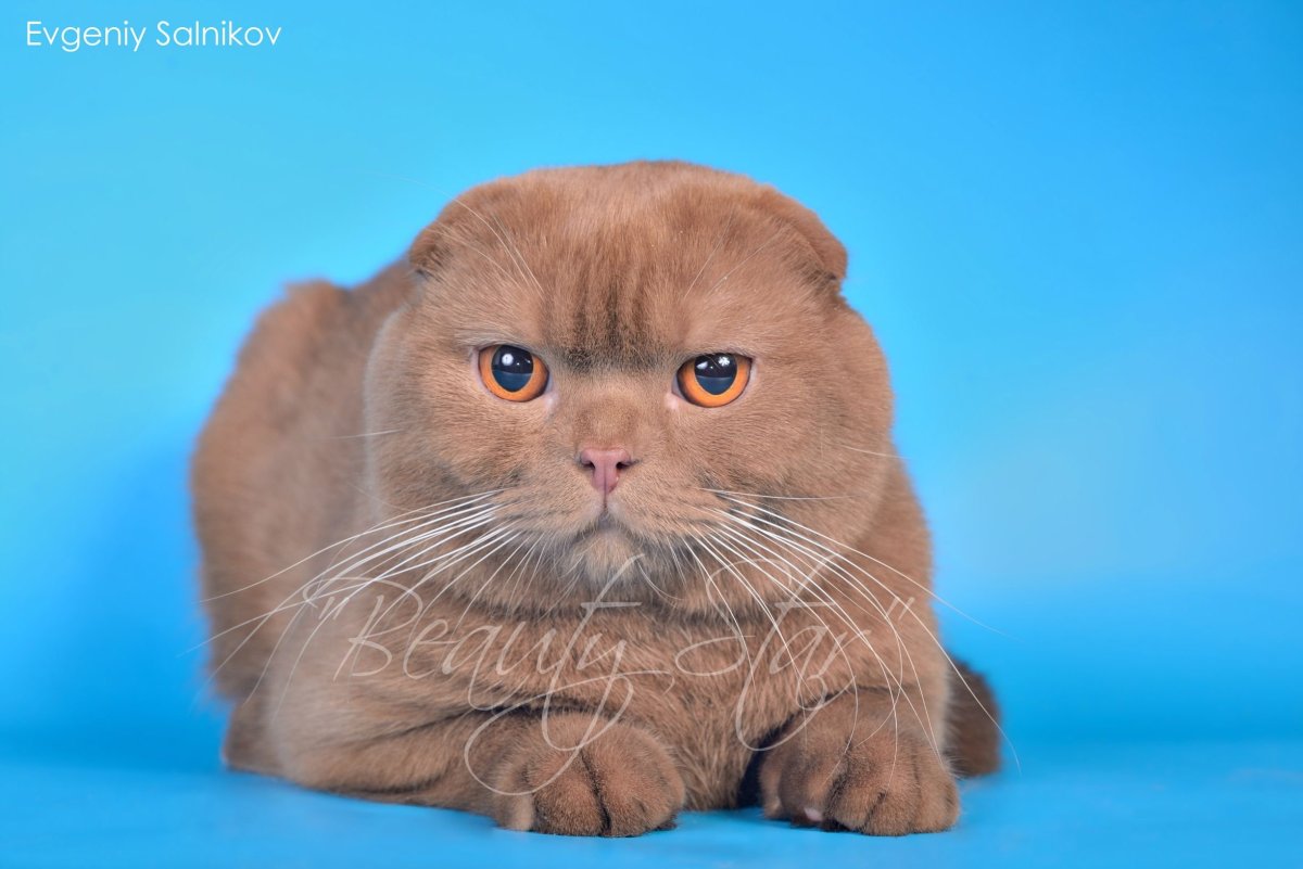 Скоттиш фолд циннамон