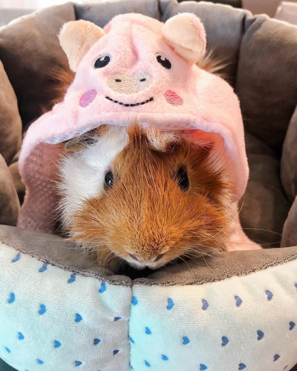 Морская Свинка милая
