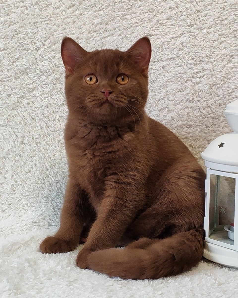 Котенок британец циннамон