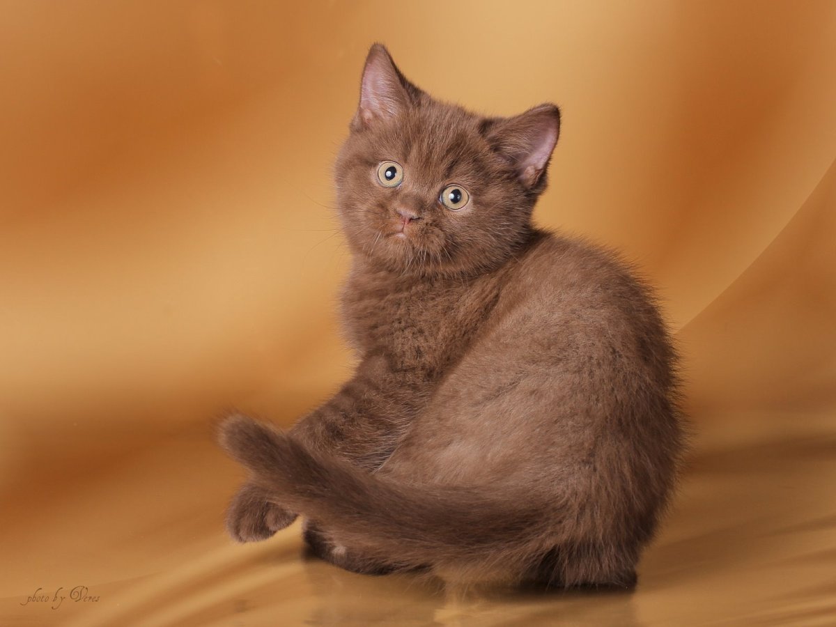 Шоколадный кот британец котенок