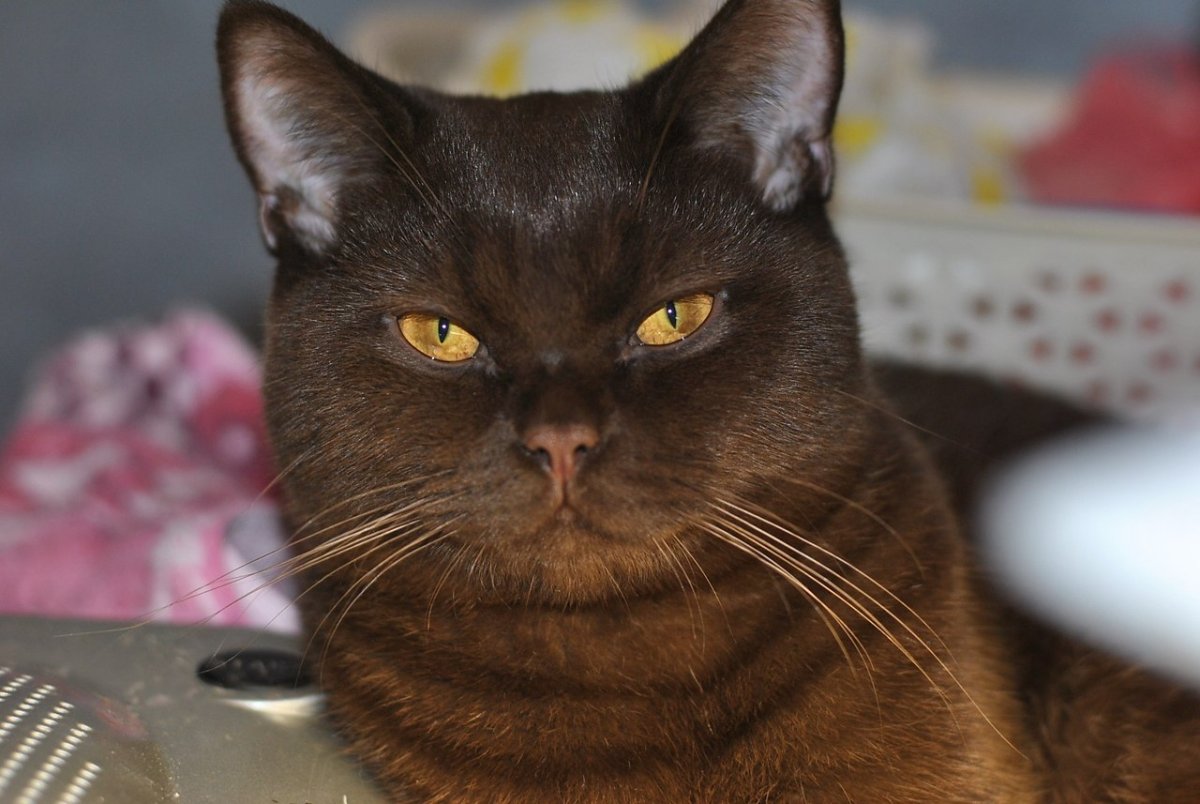 Кошка шоколадка