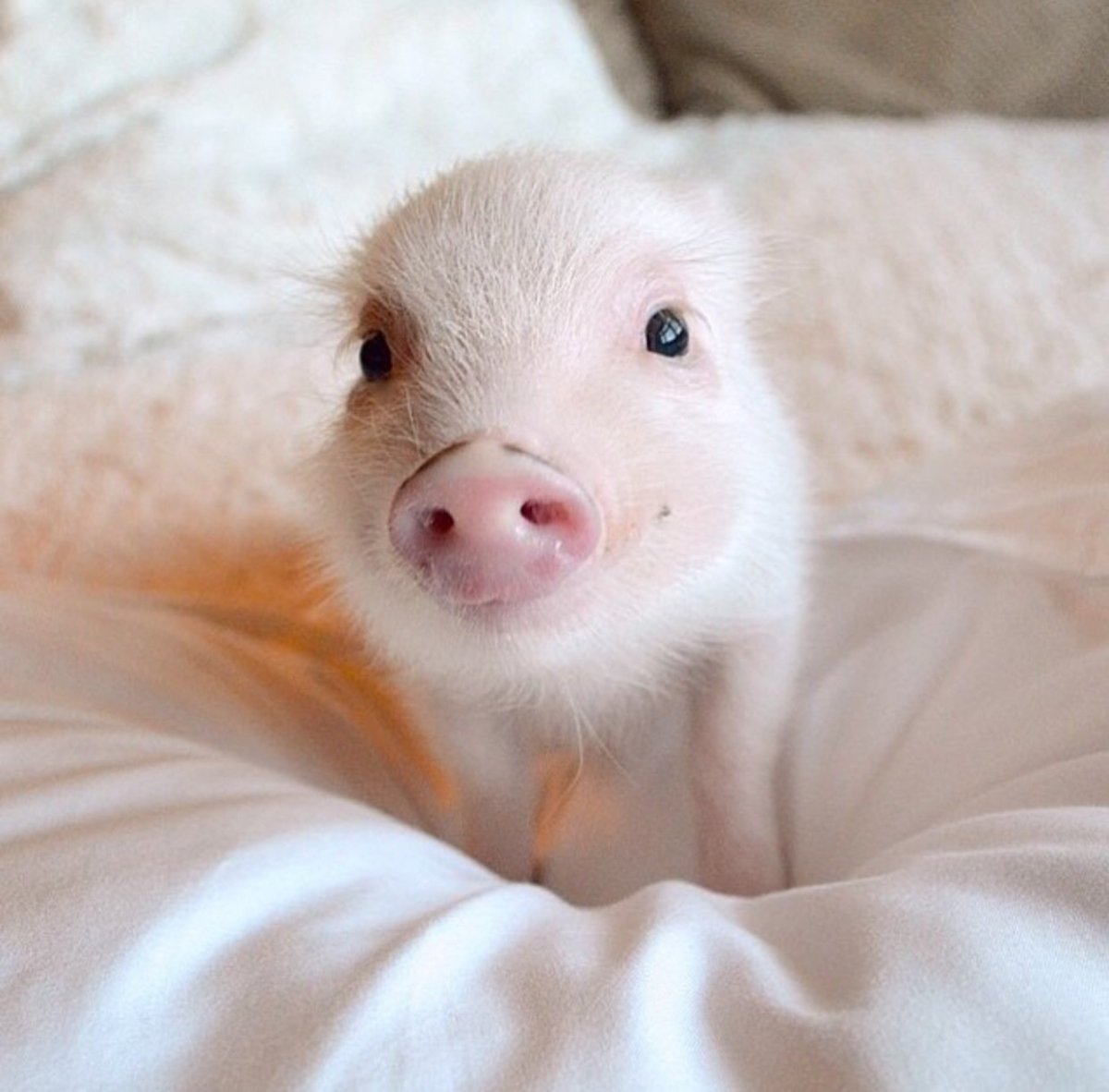 Вьетнамская вислоухая мини Пиг