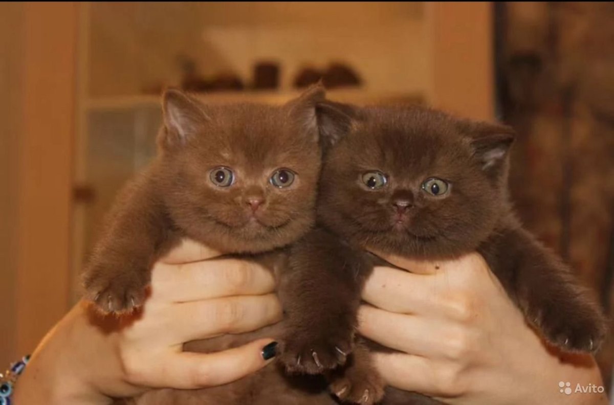 Шоколадные котята шотландцы