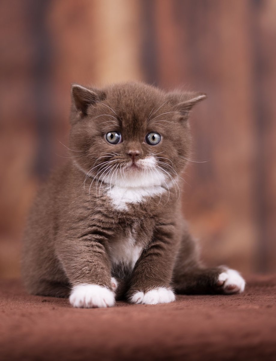 Шоколадный британец