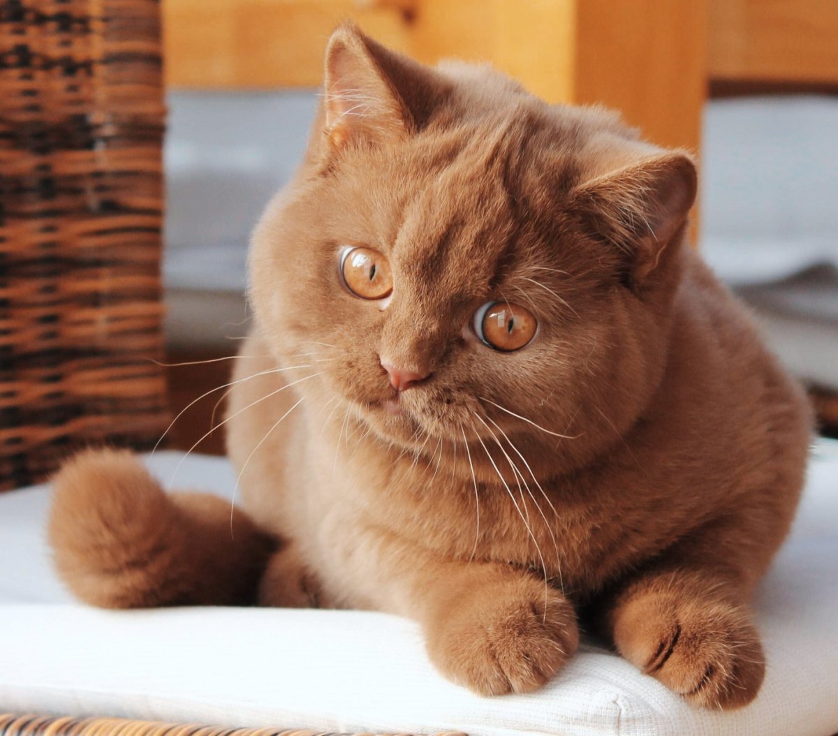 Британский кот циннамон
