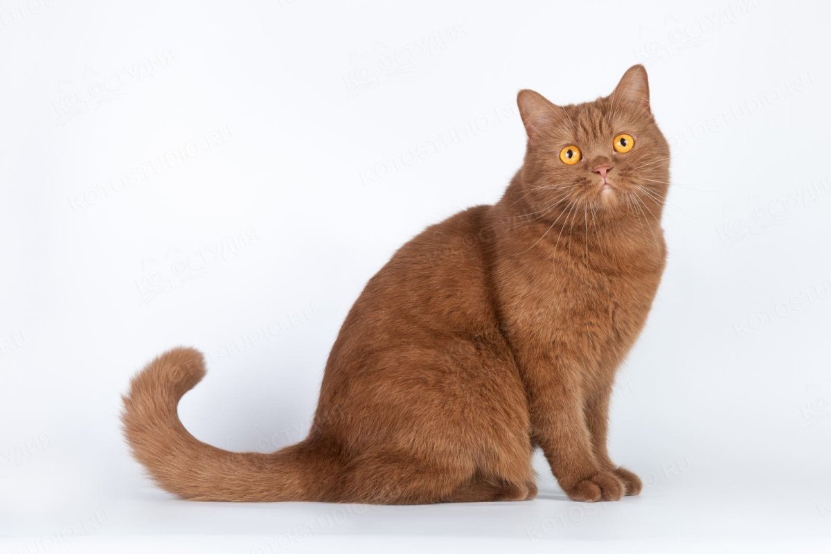 Британский кот циннамон