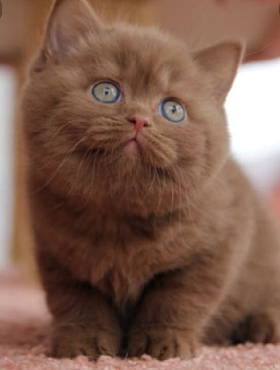 Британская короткошёрстная циннамон