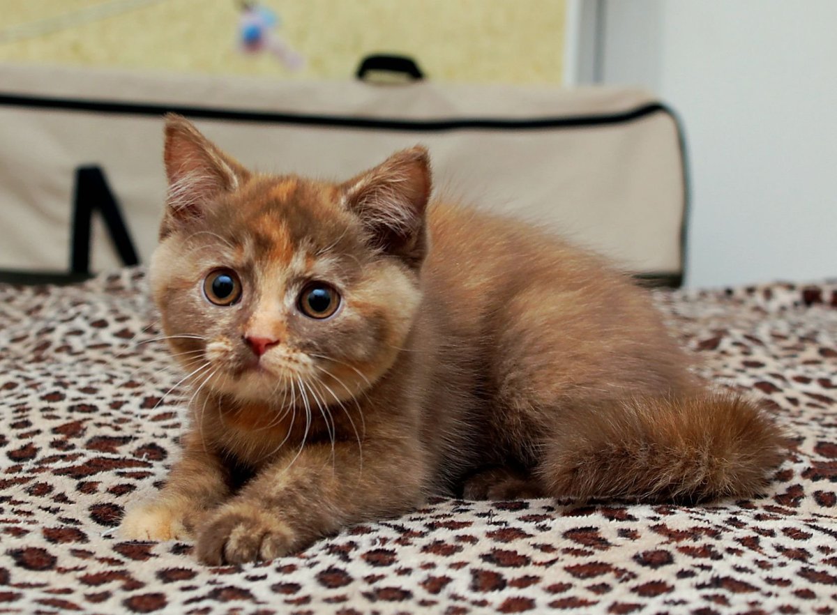 Черепаховый кот циннамон