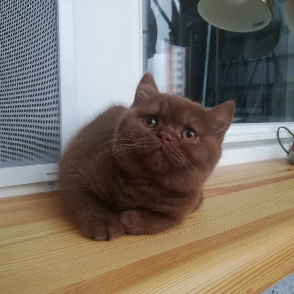 Британская кошка циннамон