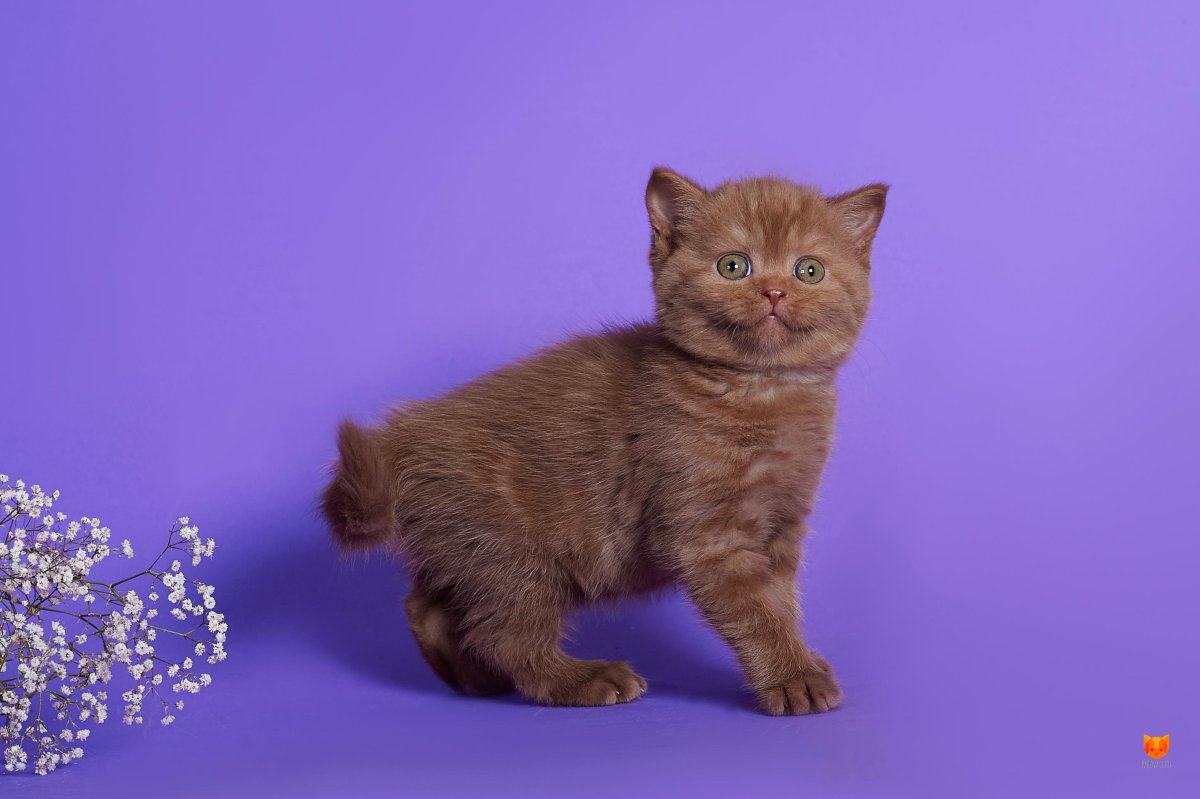 Шотландская кошка страйт циннамон