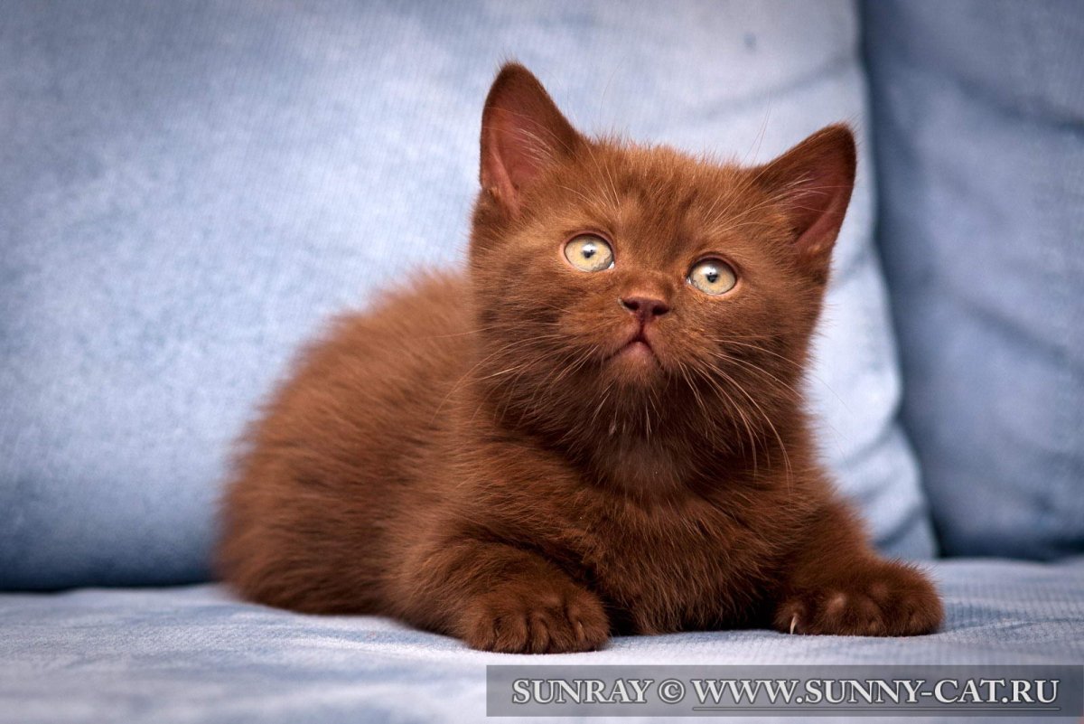 Британская короткошёрстная циннамон