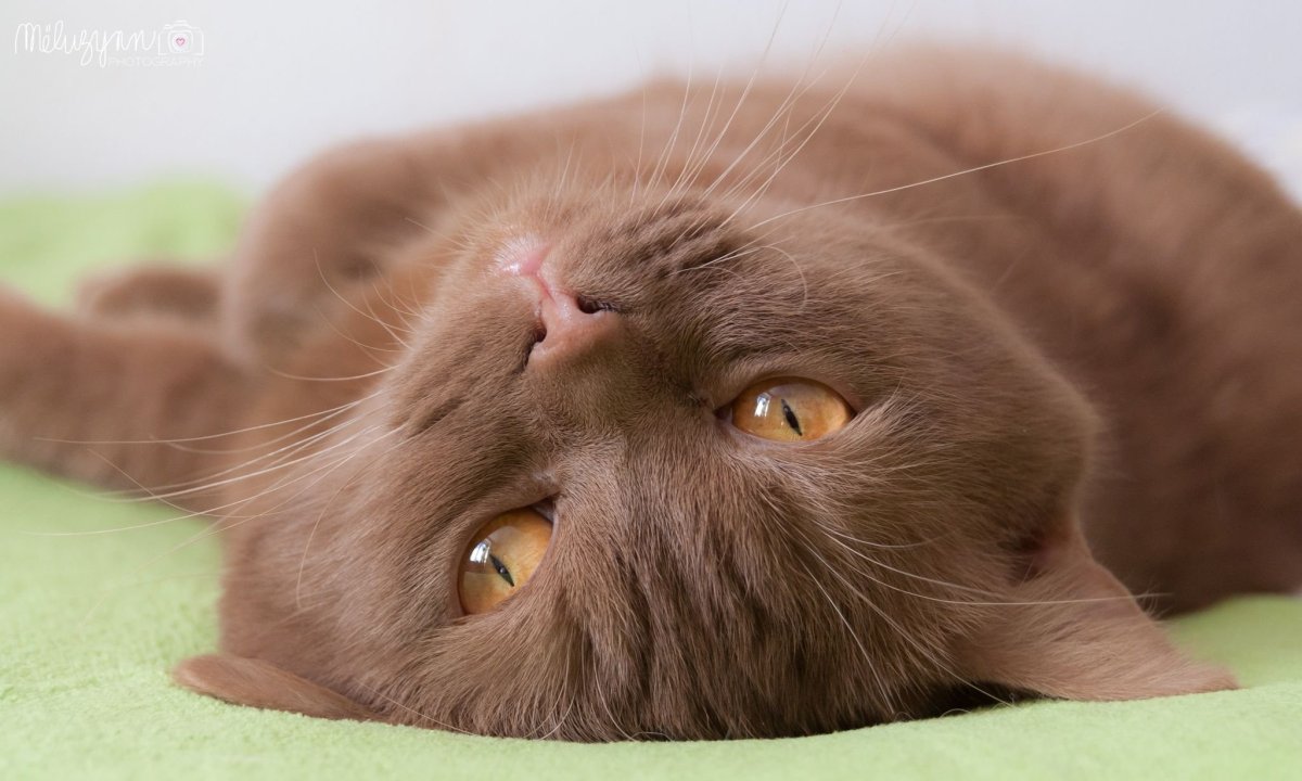 Коричневый кот с розовым носом