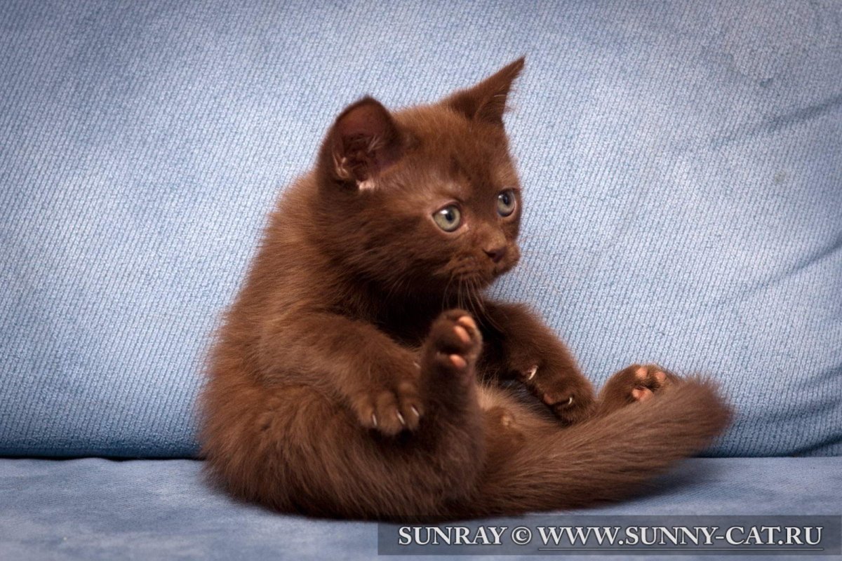 Шоколадный британец котенок
