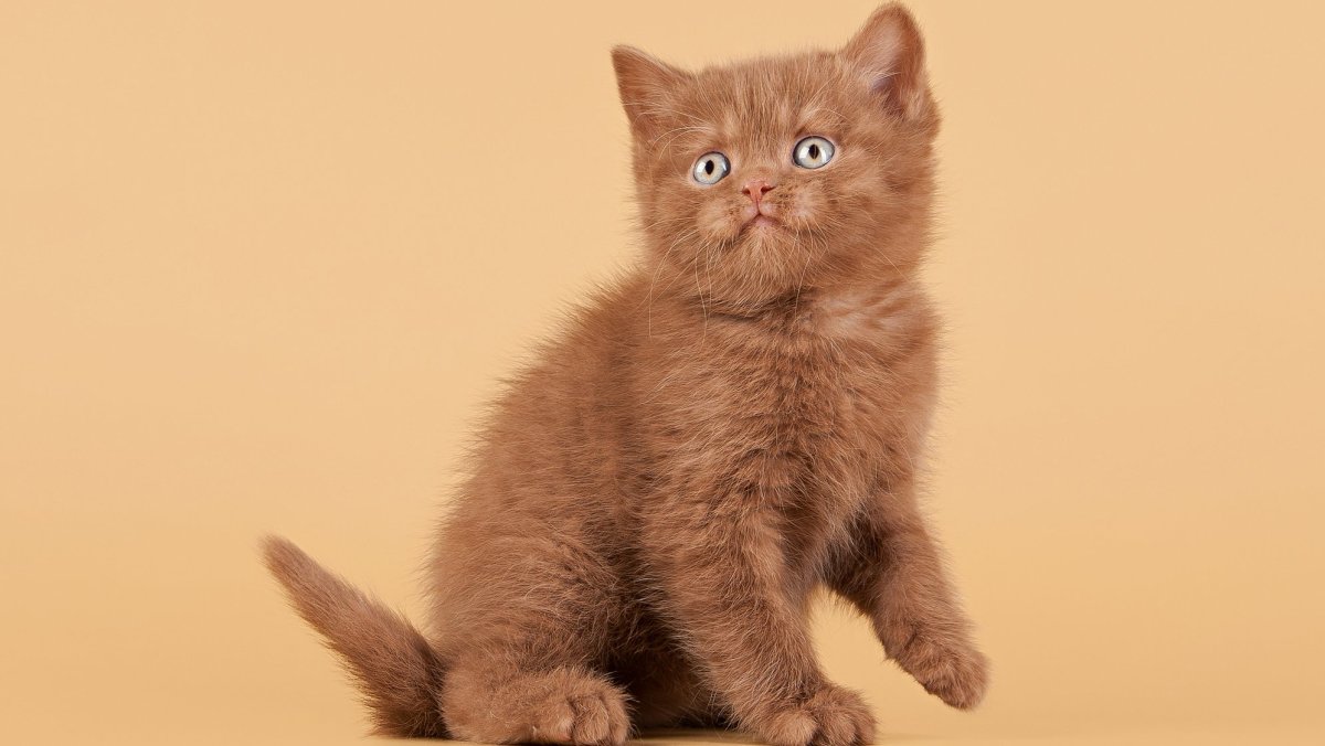 Котик британский маленький светло коричневый