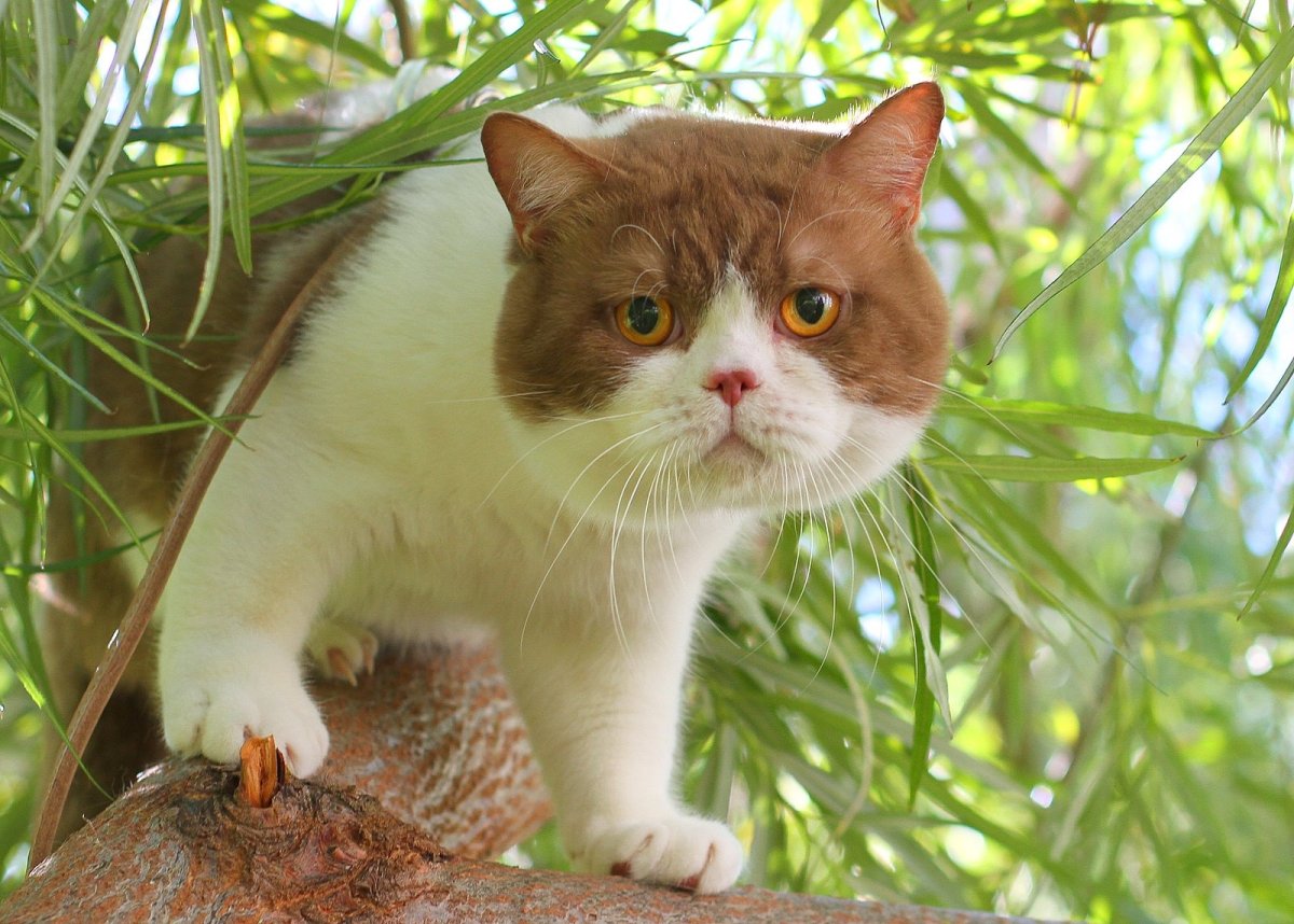 Британская кошка циннамон биколор