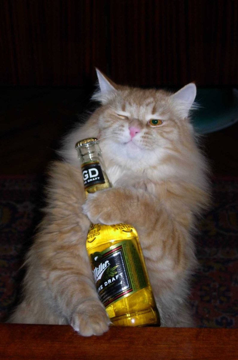 Кот с алкоголем