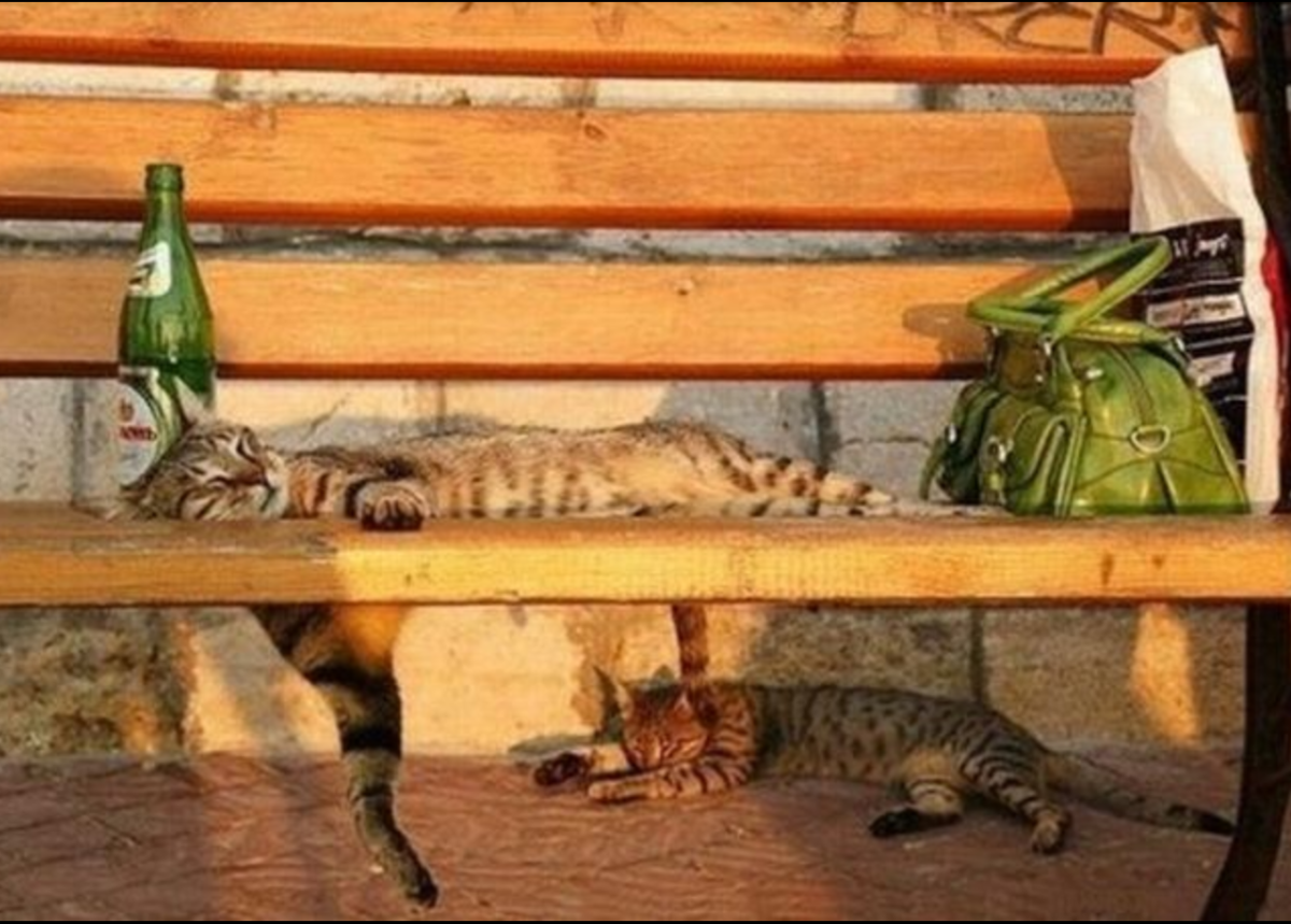 Кот на расслабоне