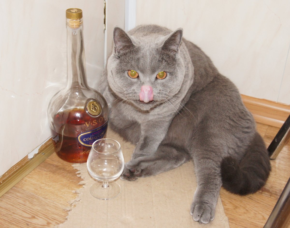 Пьяный кот