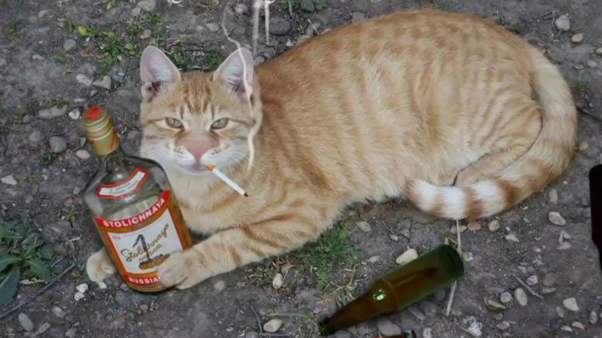 Кот с водкой