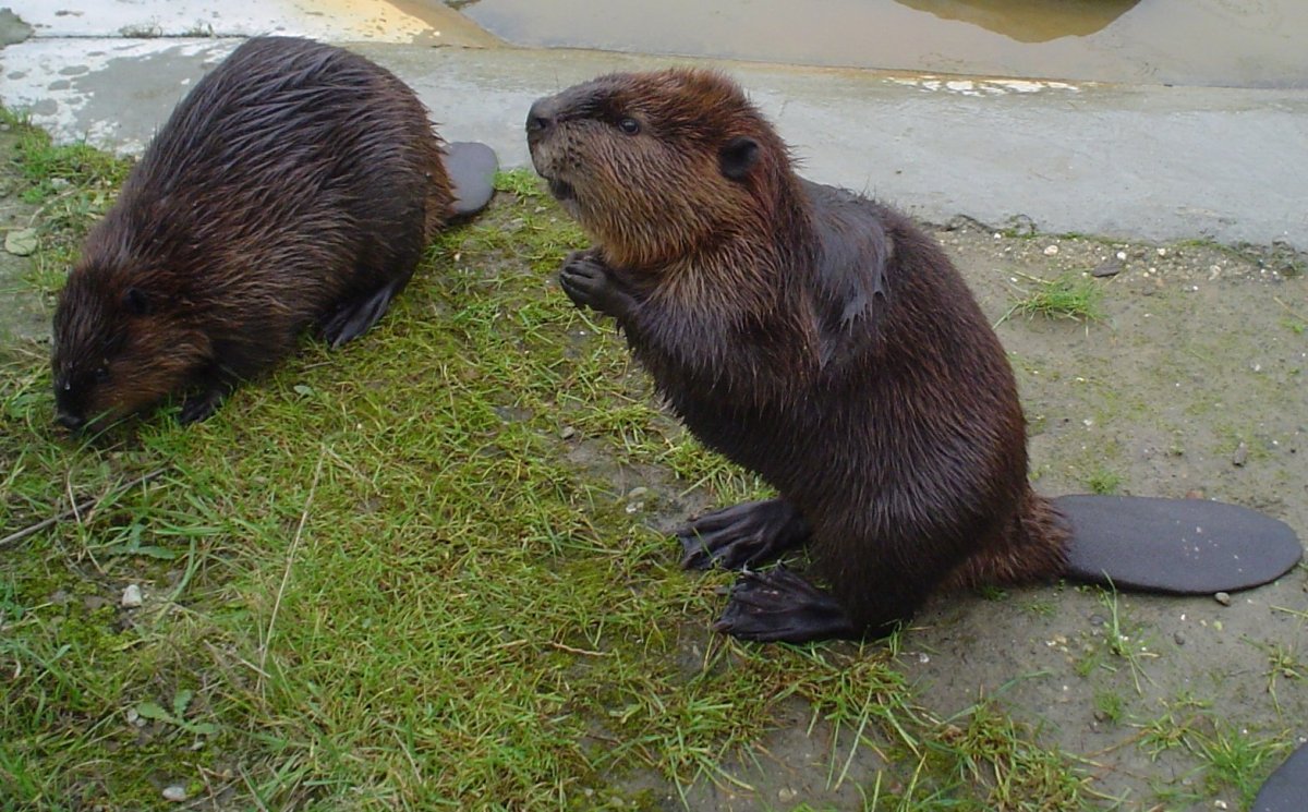 Речной Бобр с детенышами
