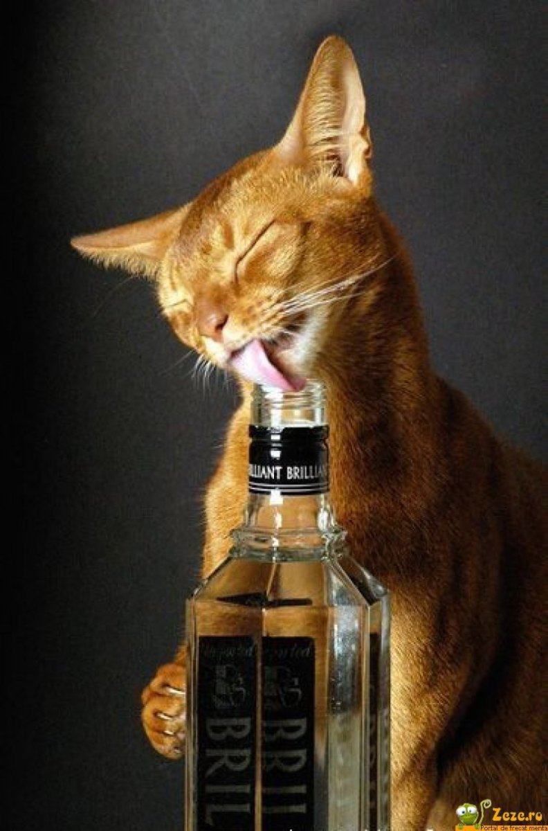 Кот с водкой