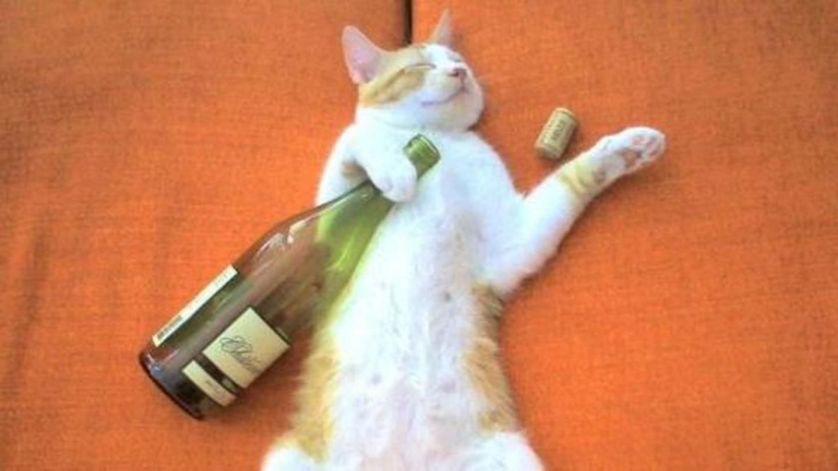 Пьяный котенок