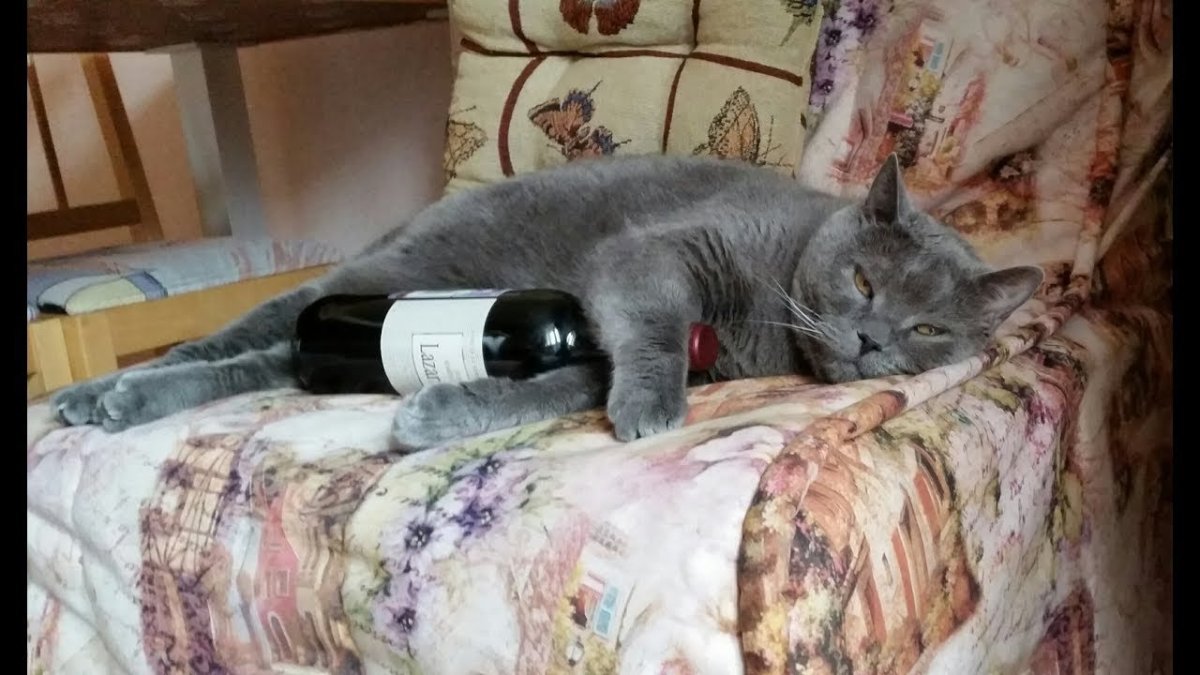 Кошка алкаш