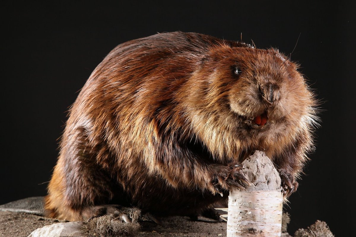 Удивлённый Бобр