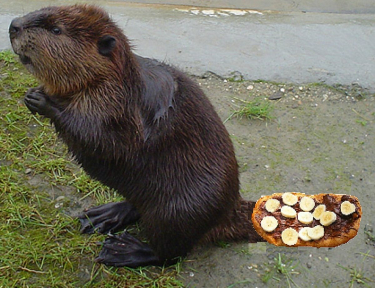 Бобр бобриха и бобрята