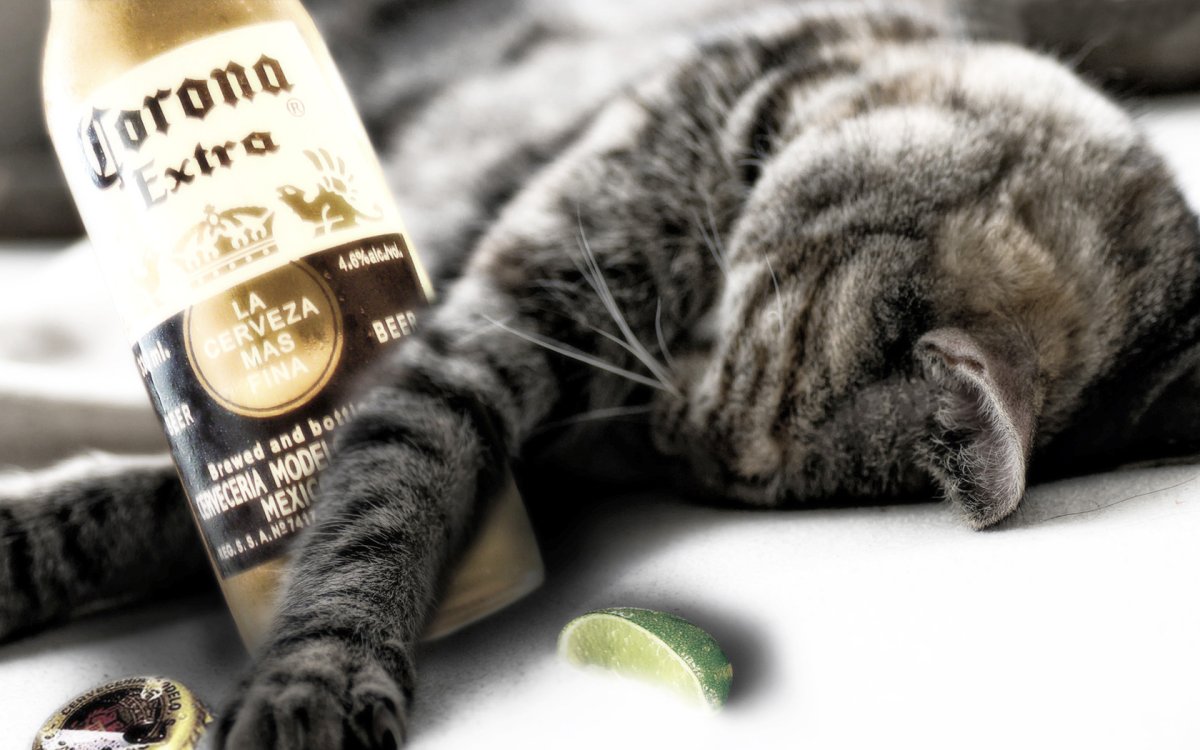 Обои на рабочий стол прикольные