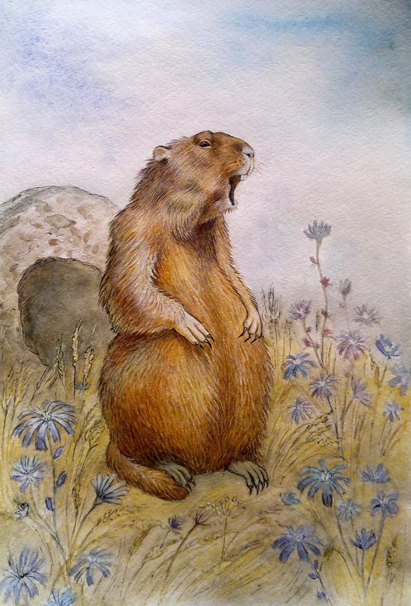 Канадский Бобр Северной Америки