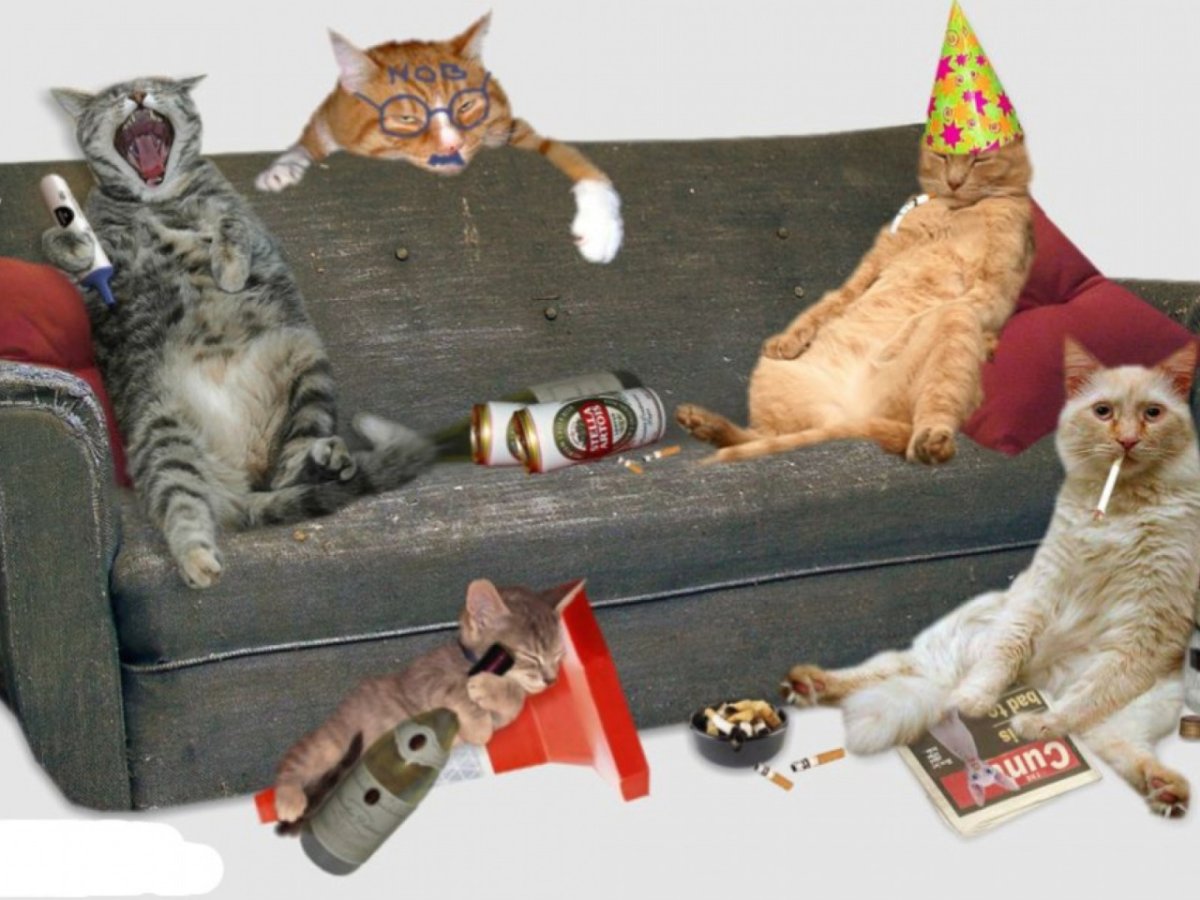 Вечеринка кошек