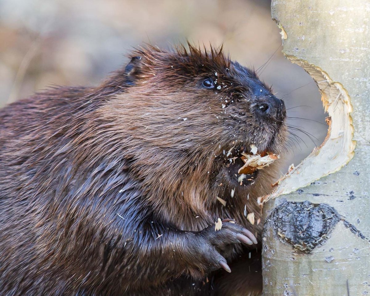 Бобер капибара капибара