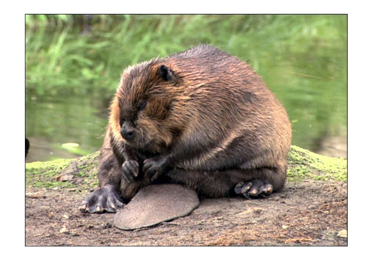 Канадский Бобр (Castor canadensis)