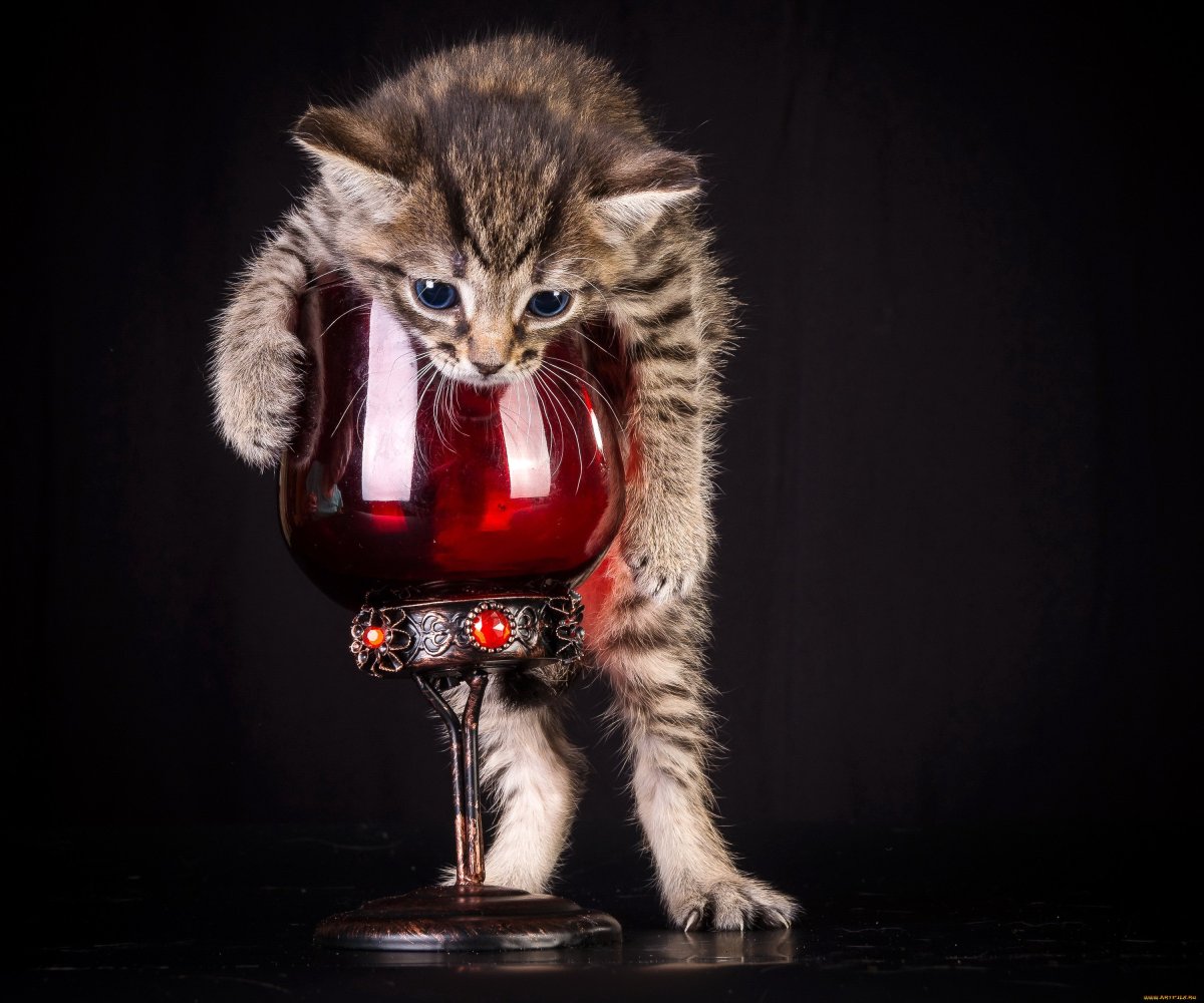 Кот с рюмкой